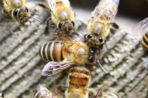 ミツバチ-1
