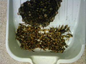 8月下旬・野田市内・カーポートにキアシナガバチの巣の駆除-2