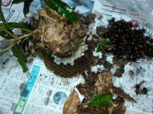 9月初旬・坂東市内・庭木の中のコガタスズメバチの駆除-3