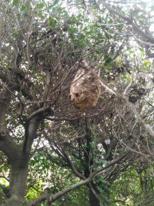 9月中旬・野田市内・台風で壊れて再生したコガタスズメバチの巣駆除-1