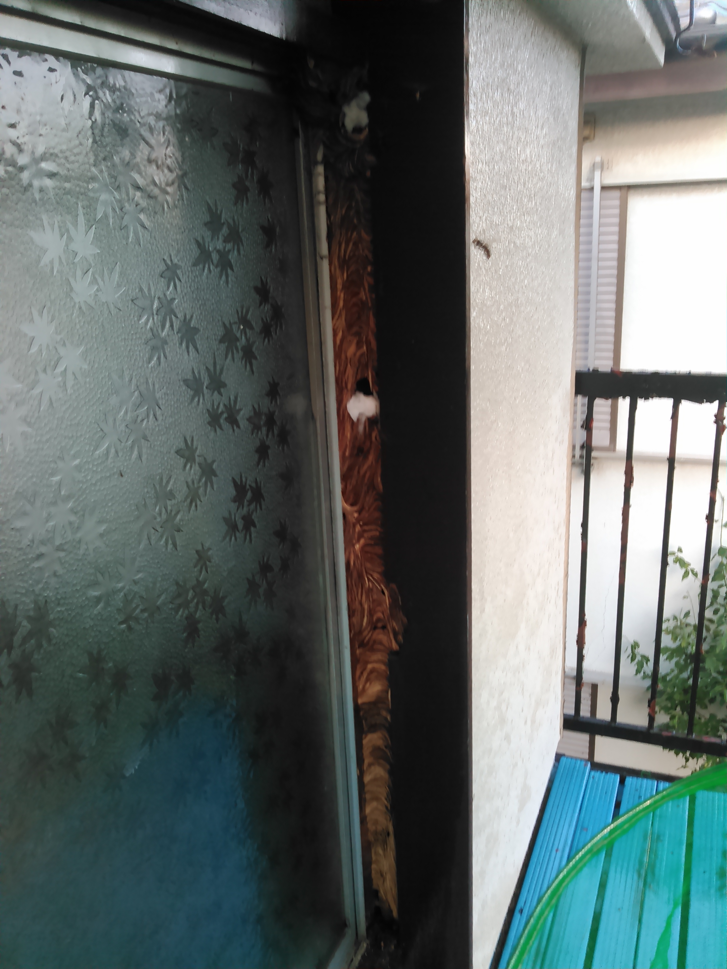 9月中旬 野田市内 アパートの戸袋いっぱいのモンスズメバチの巣駆除 野田市 常総市 春日部市など スズメバチ 蜂の巣駆除サービス 蜂 駆屋 はちくや