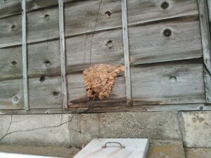 10月初旬・野田市内・屋外トイレ壁の大きなモンスズメバチの巣駆除-1