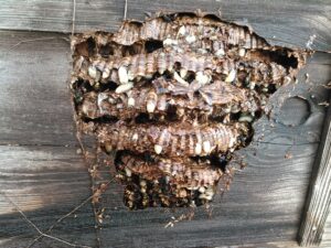 10月初旬・野田市内・屋外トイレ壁の大きなモンスズメバチの巣駆除-3