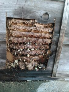10月初旬・野田市内・屋外トイレ壁の大きなモンスズメバチの巣駆除-4