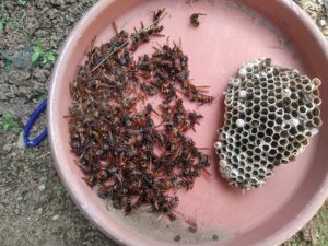 2024年9月末・流山市・プレハブの軒下にセグロアシナガバチの巣-1