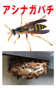 アシナガバチ　アシナガバチの巣　トップページ画像