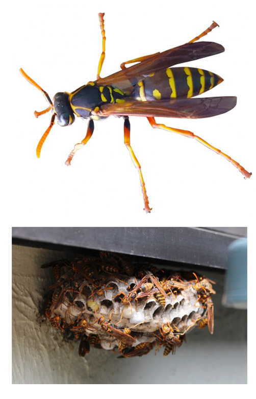 アシナガバチ　アシナガバチの巣　トップページ画像