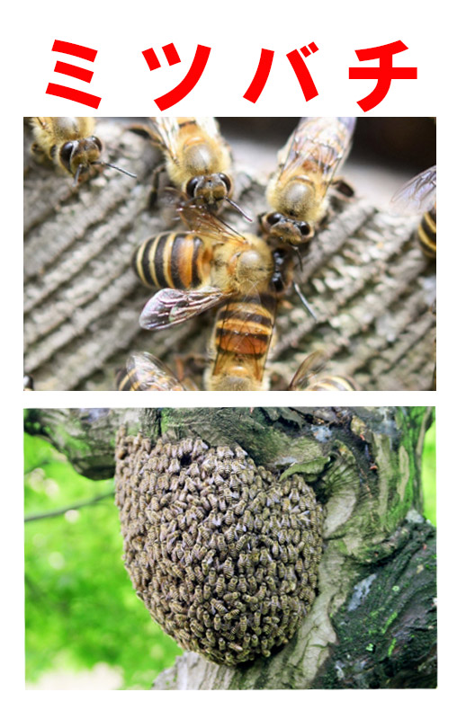 ミツバチ ミツバチの分蜂 トップページ画像