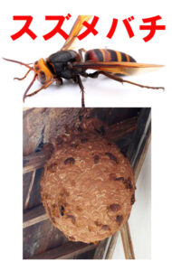 スズメバチ　スズメバチの巣　トップページ画像