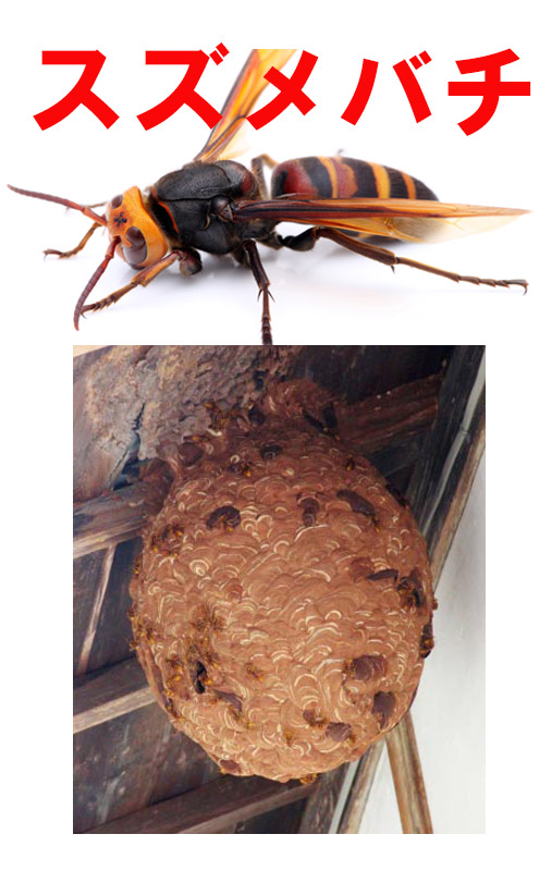 スズメバチ スズメバチの巣 トップページ画像