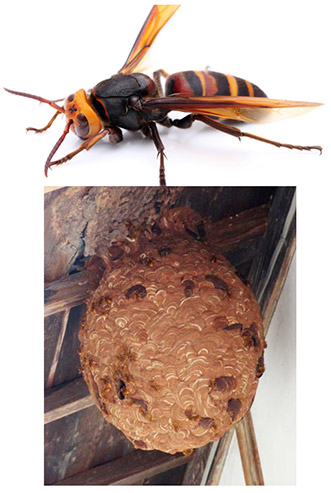 スズメバチ　スズメバチの巣　トップページ画像